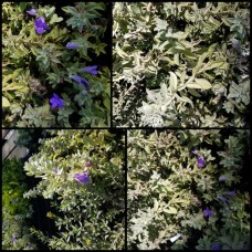 Eremophila Blue 1 Plants Emu Bush Native Shrubs hygrophana